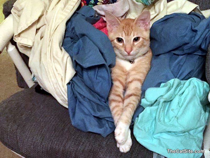 Tabby inside a pile of laundry