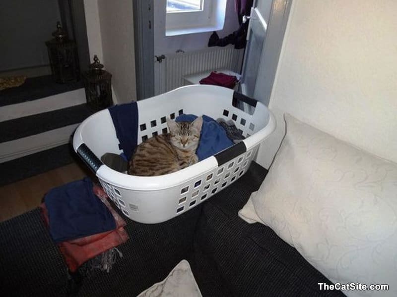 Cat sleeping inside the laundry bin
