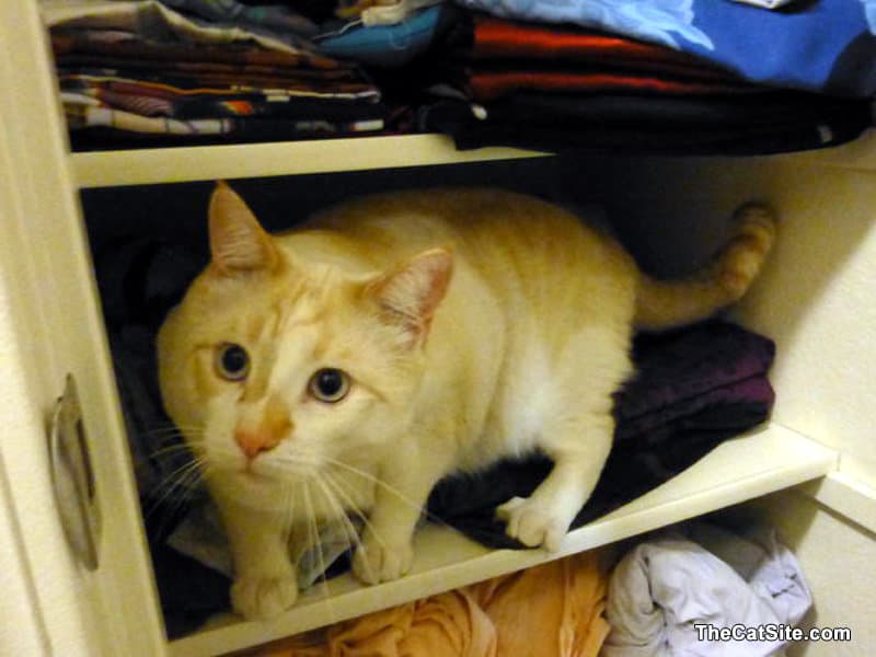 Cat inside the linen closet