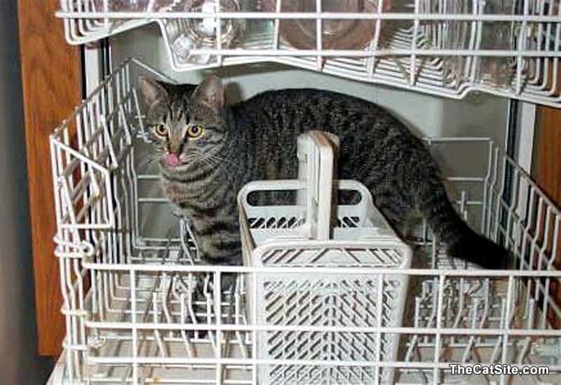 Gray tabby is climbing inside the dishwasher