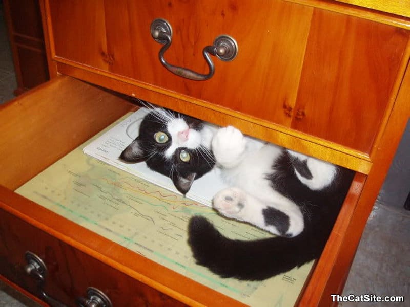 Cat inside drawers