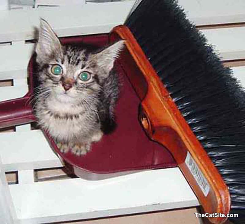 Cat sitting on a broom