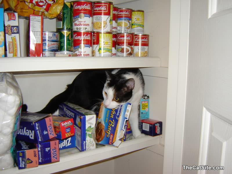 The black and white cat is in the pantry