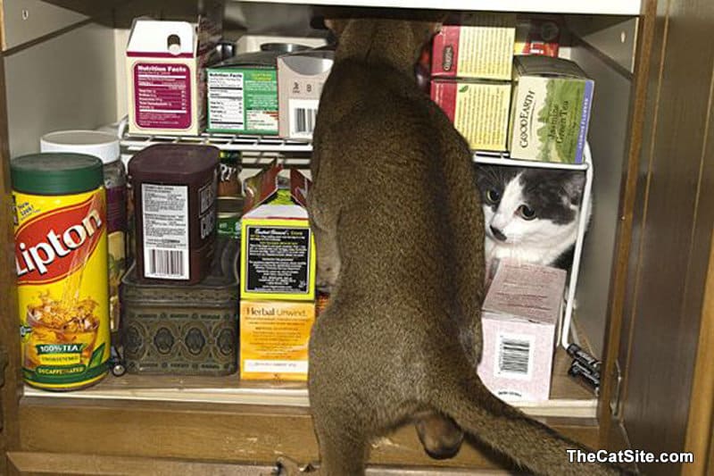 Cats in the pantry with tea