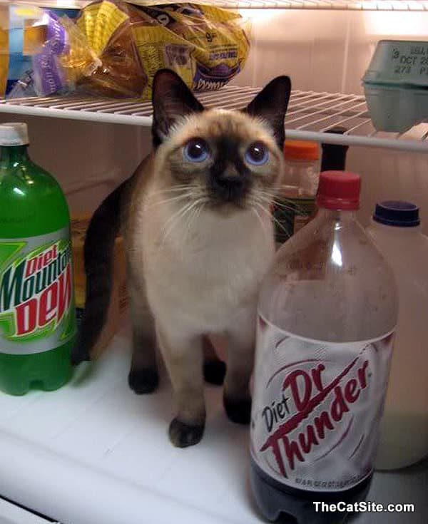 Cat inside of the refrigerator