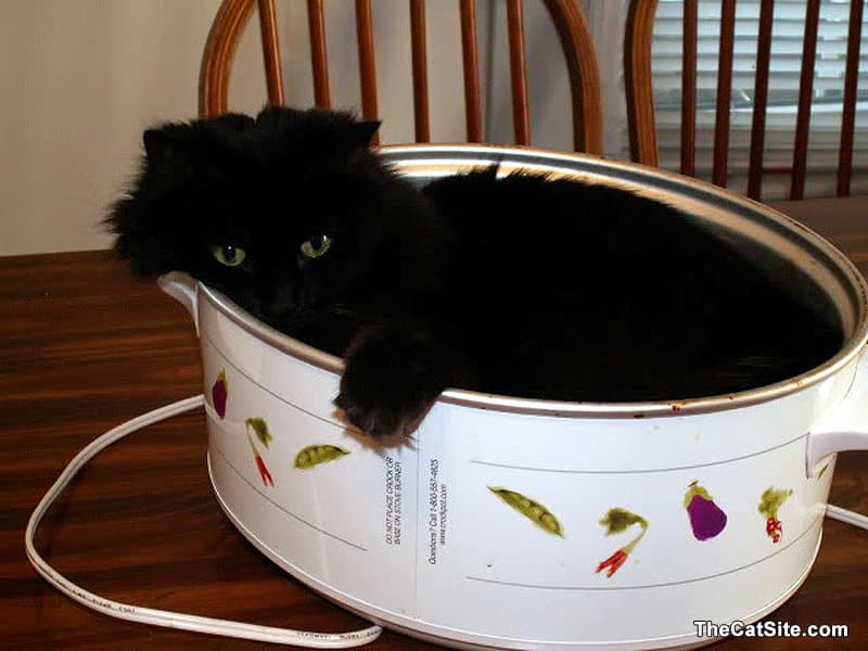 A cat is in the crockpot