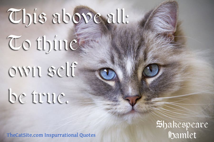 Cat with quote 