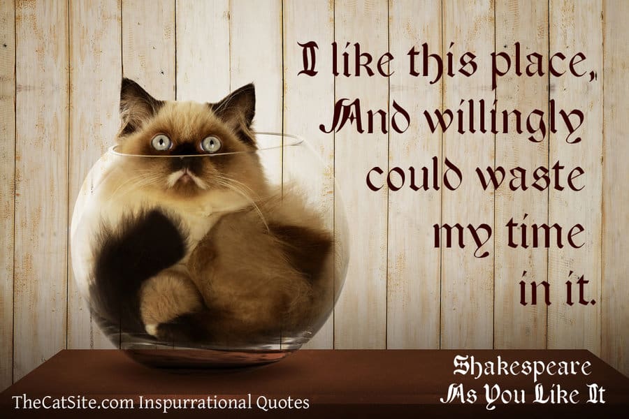 Shakespeare cat and quote