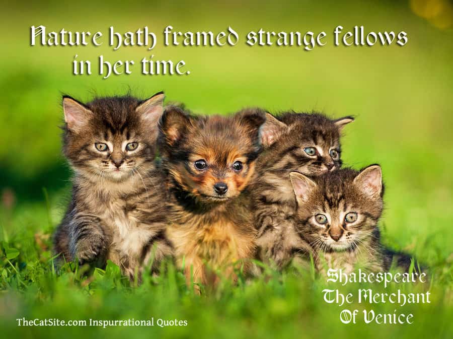 Nature Shakespeare quote cats