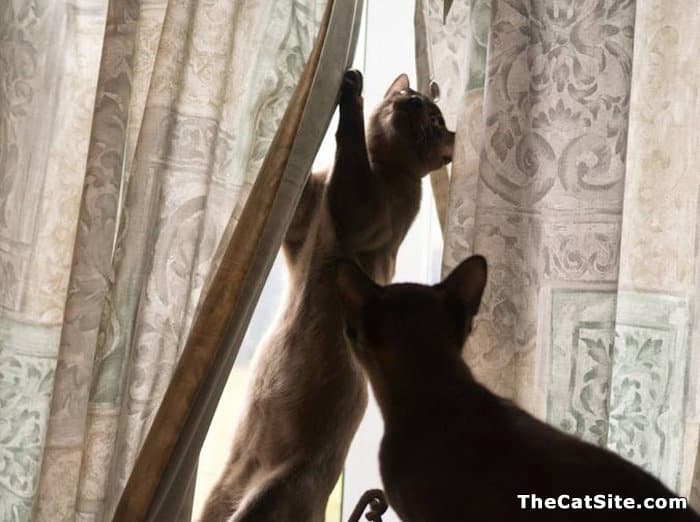 Two kitties are hanging curtains