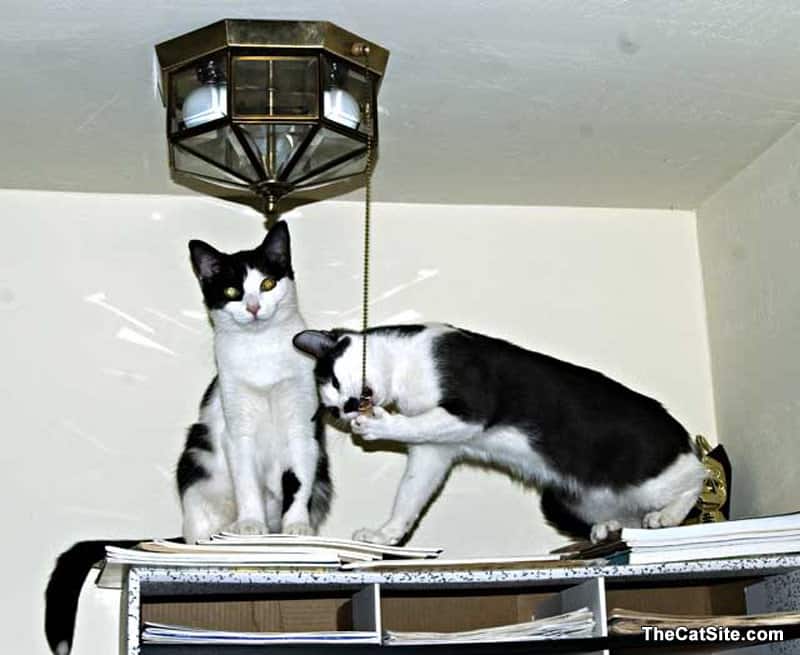 Two kitties working together to pull the string on a lamp