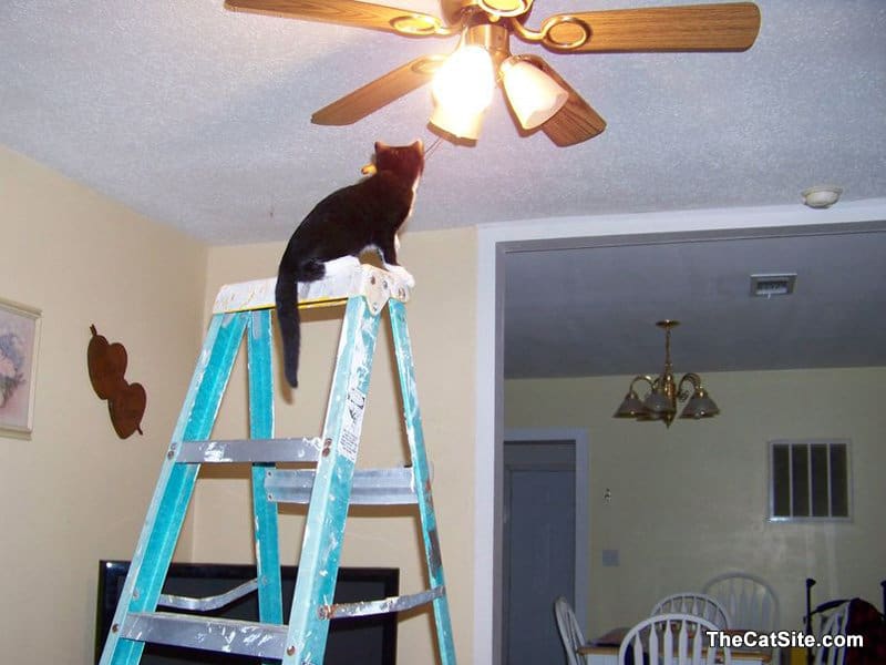 Cat on the top of a ladder near a light