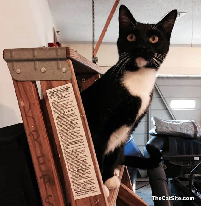 Black and white cat on a ladder