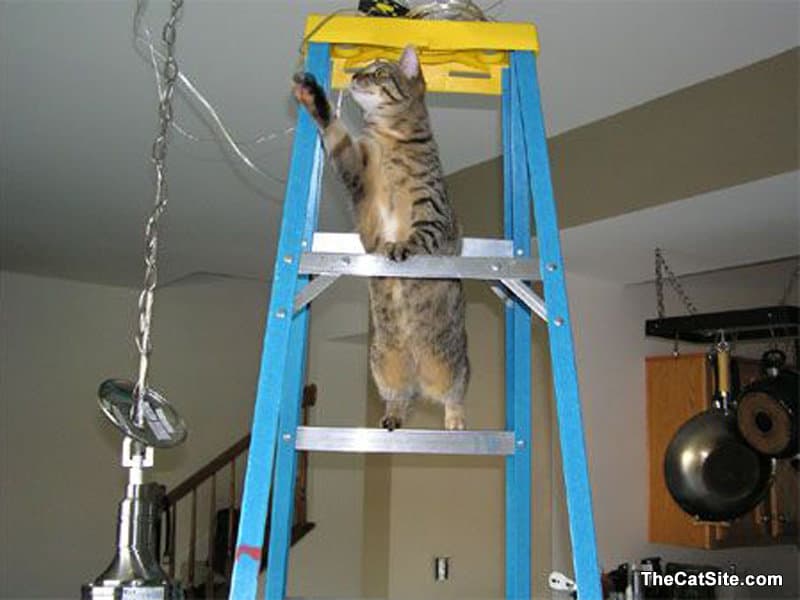 Cat climbing up a ladder
