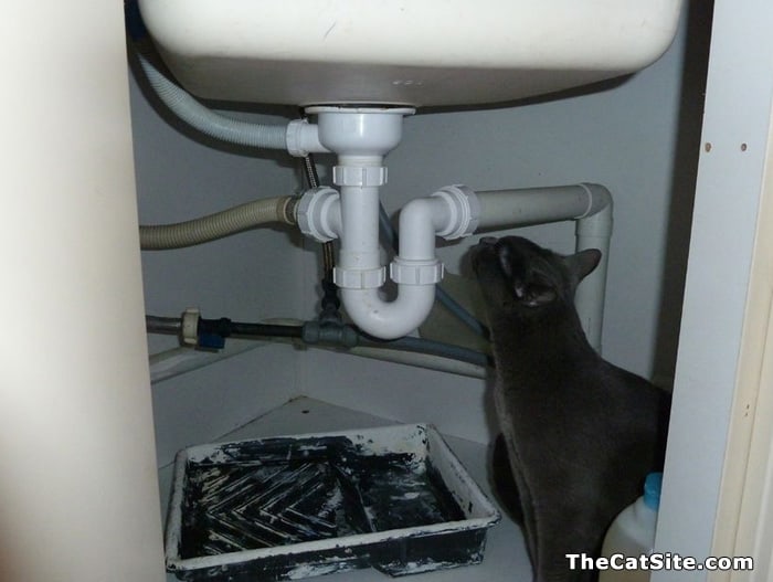 A cat inspecting plumbing under a sink