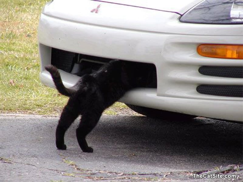 A cat has its head inside of a car - a mechanic?