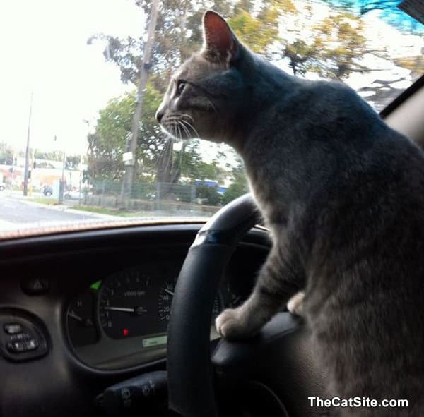 A cat looks to be driving a car