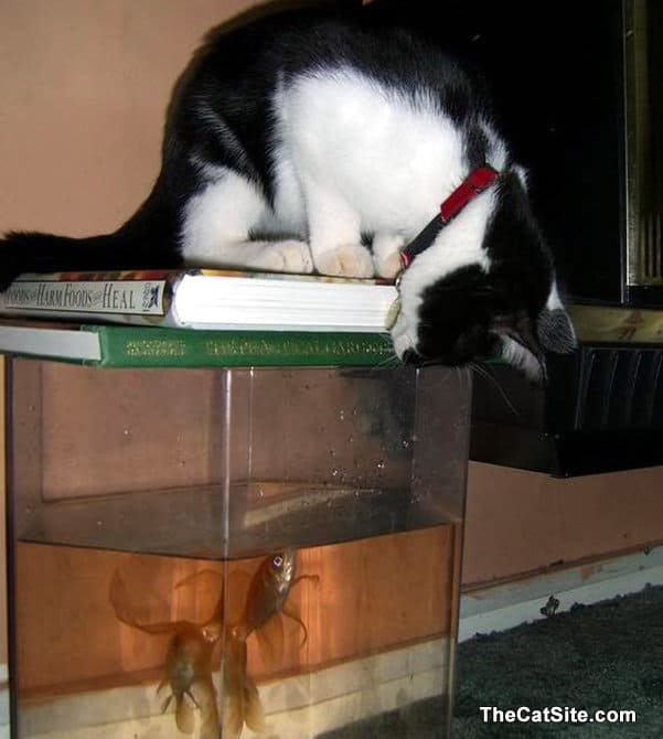 Black and white kitty looking at the fish in a tank