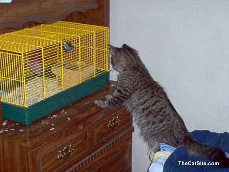 Cat is looking into a cage