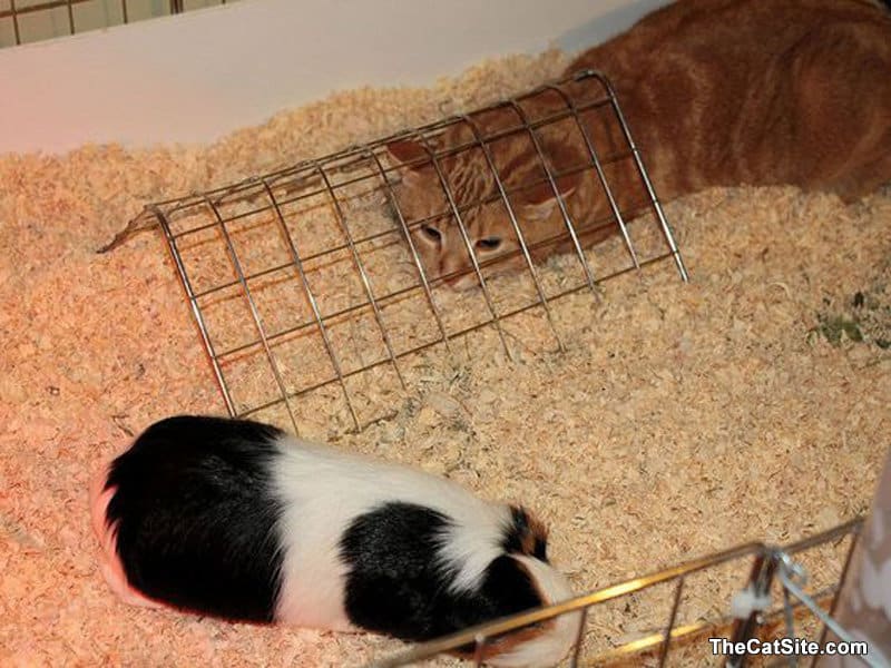 Cat hanging out with a guinea pig