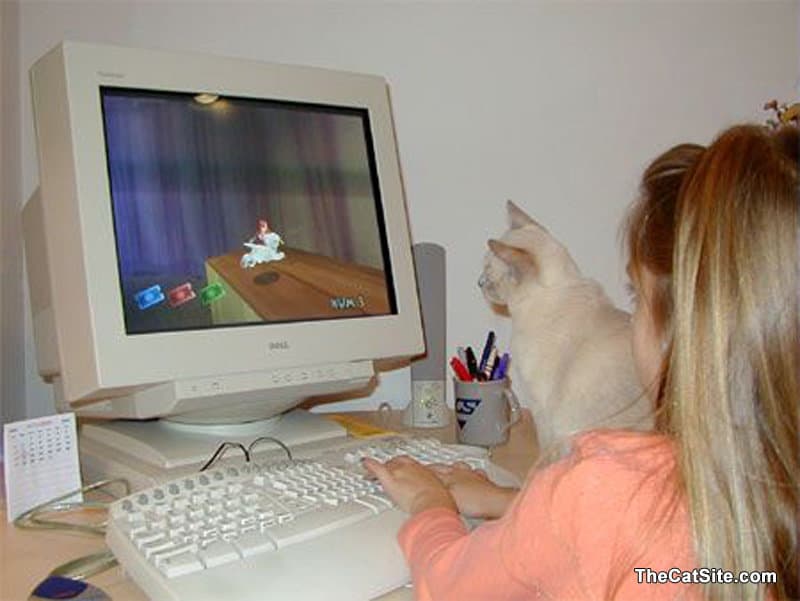 Cat looking at a computer screen
