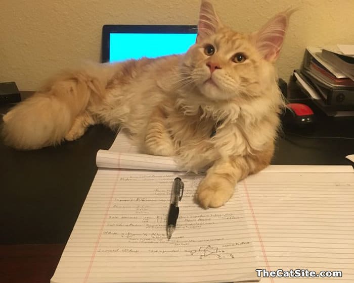 Cat helping with homework