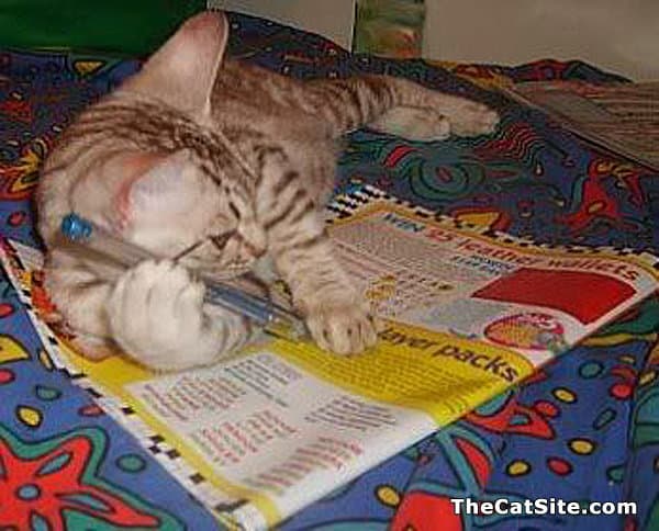 Cat solving a crossword puzzle