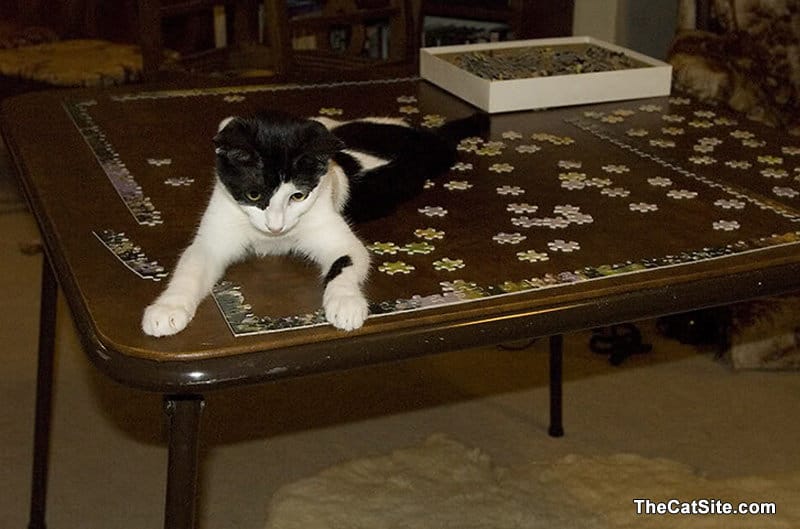 Cat doing a puzzle