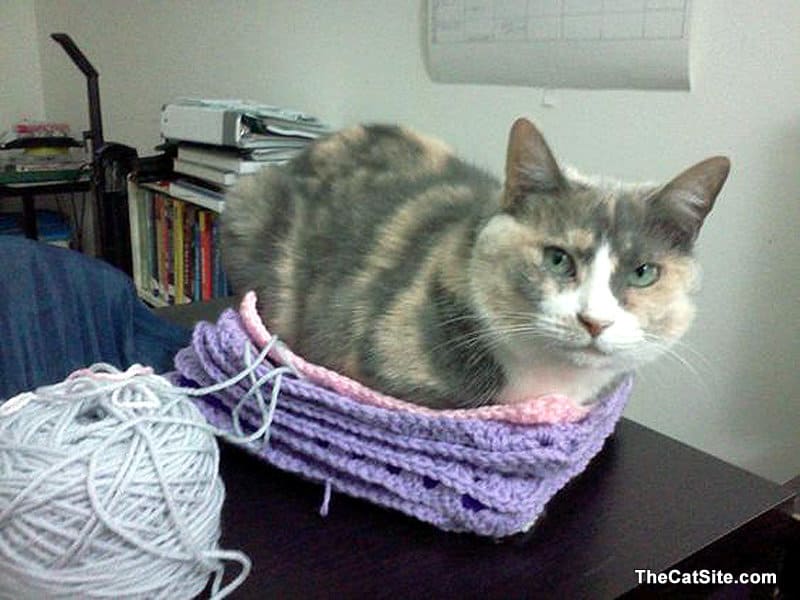 Cat crocheting