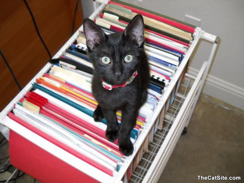 Black cat sitting on top of files
