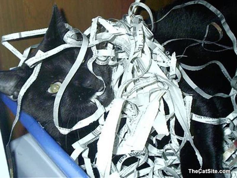 A cat is covered in shredded papers