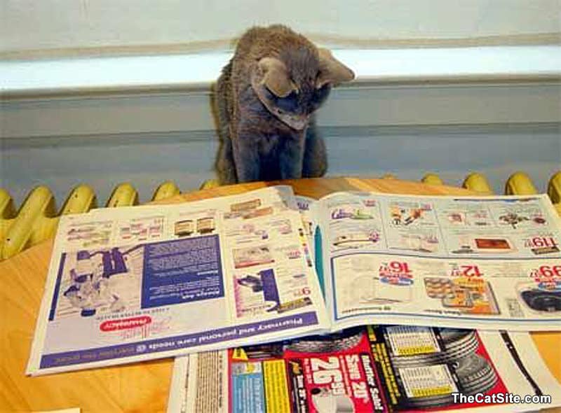 A cat is looking at coupons