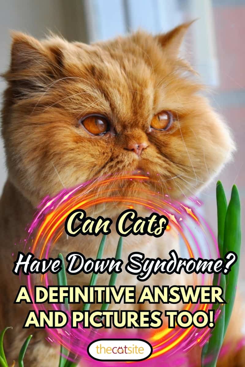 Funny cat with green onions, Can Cats Have Down Syndrome? (a Definitive Answer And Pictures Too!)
