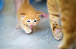 cute kitten in a distant to his mother