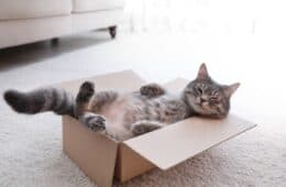 Cat lying in a box