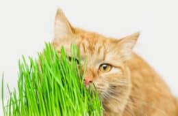 Siberian red cat eat green grass