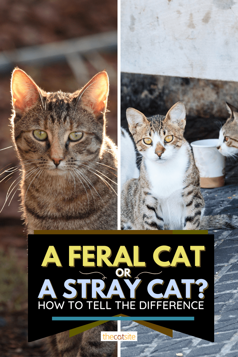 A Feral Cat Or A Stray Cat? How To Tell The Difference