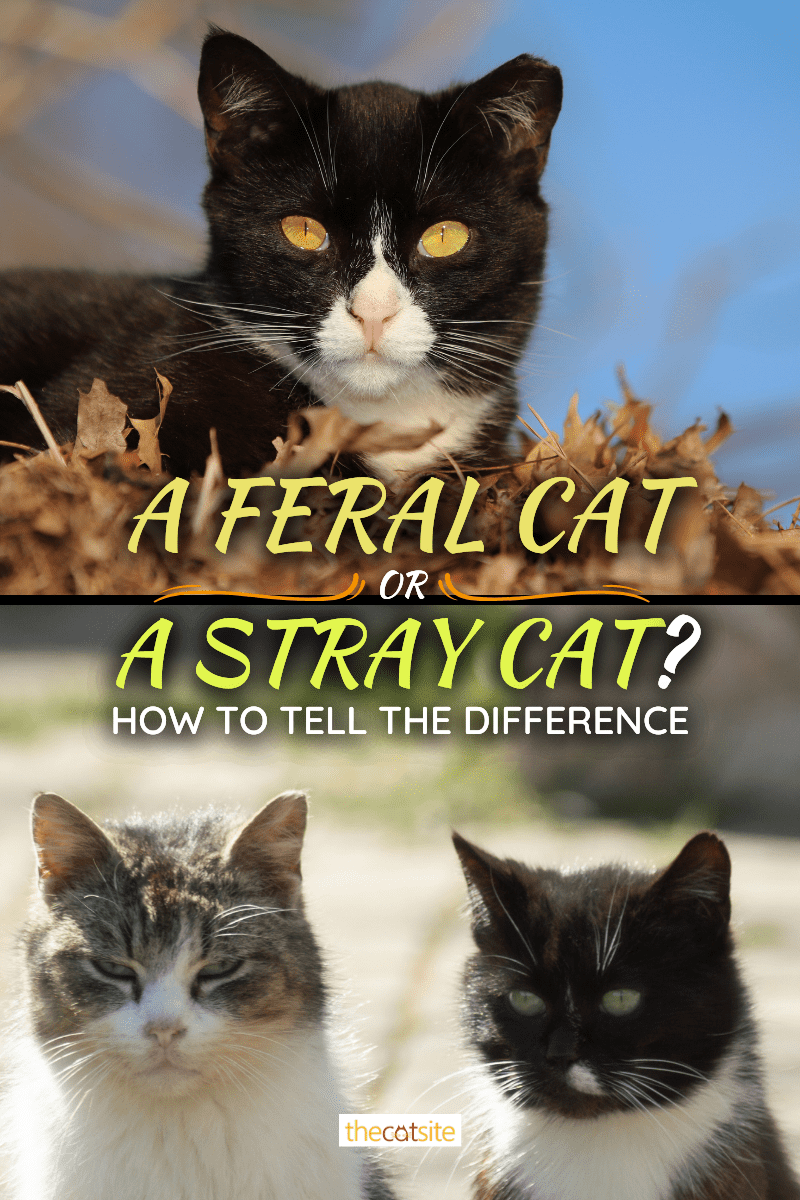 A Feral Cat Or A Stray Cat? How To Tell The Difference