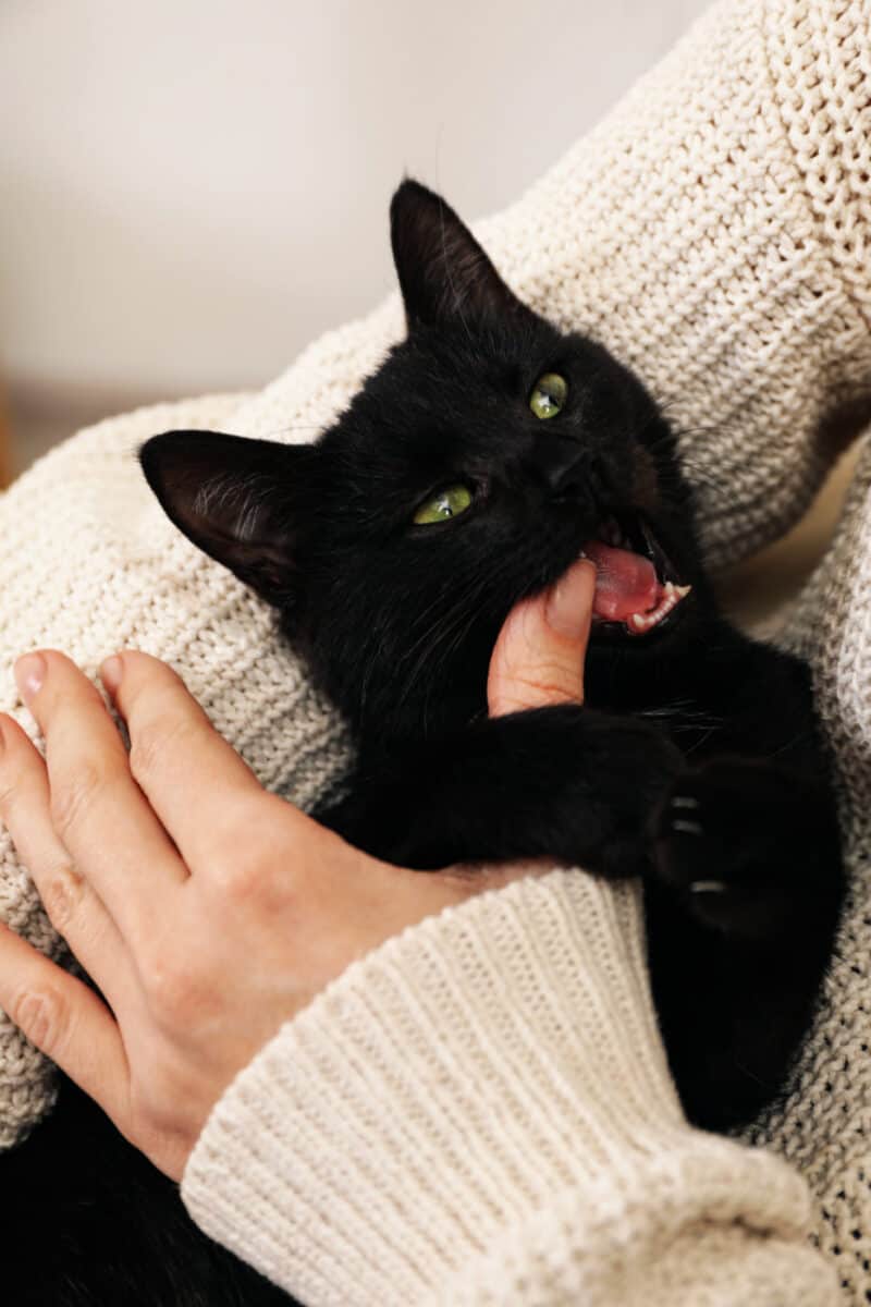 What Do Cat "Love Bites" Mean?
