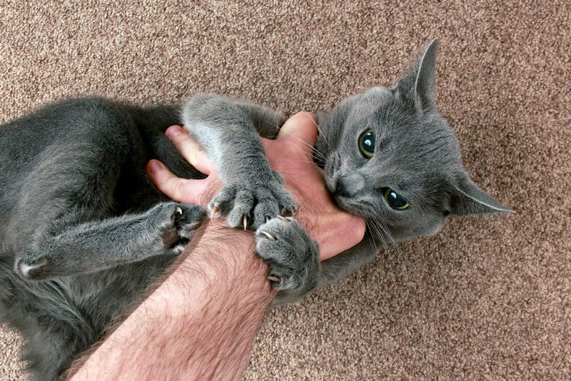 How To Deal With Cat "Love Bites"?