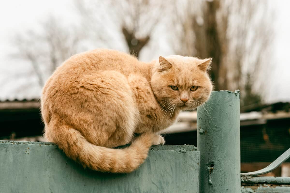 Cute fluffy ginger cat resting on a fence countryside