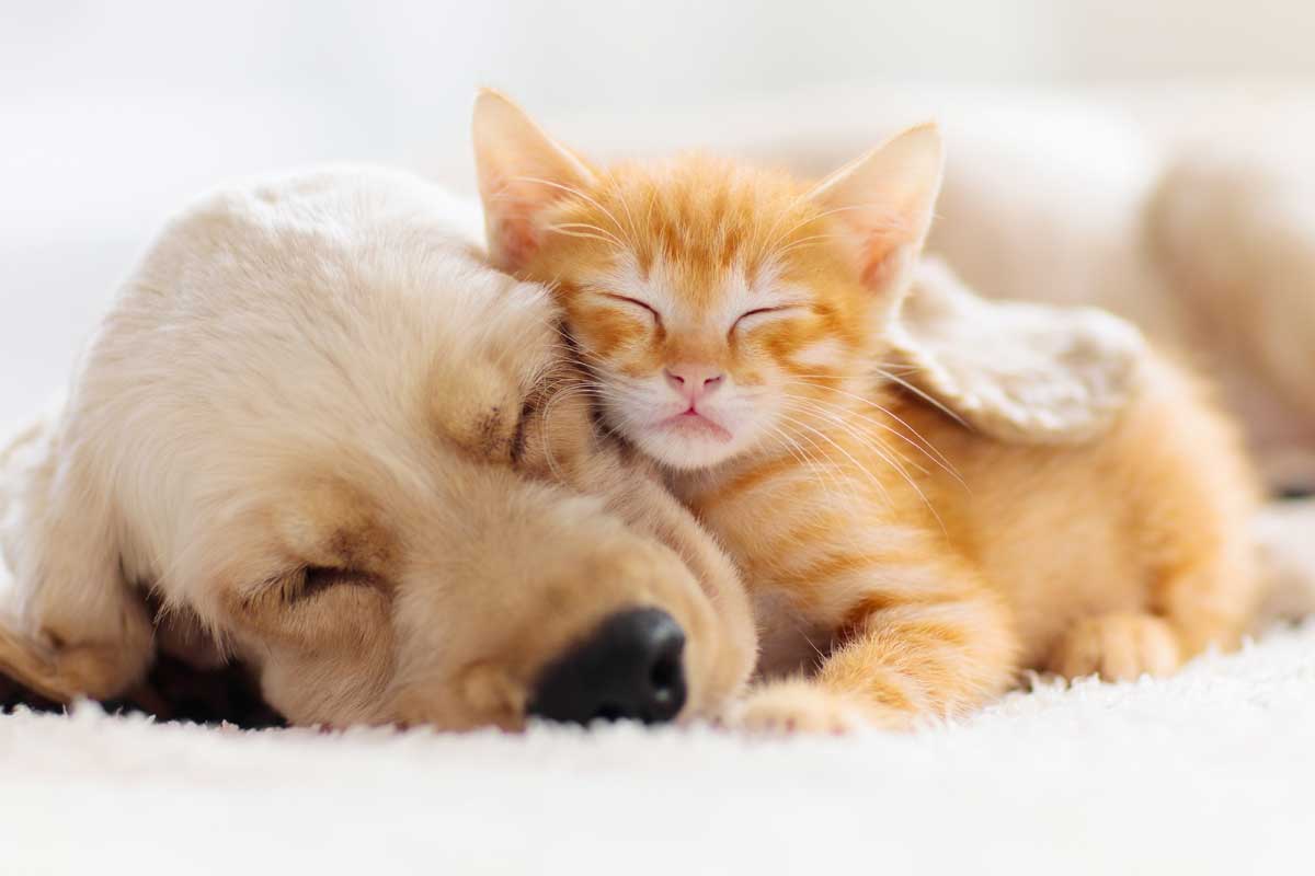 A puppy and kitten sleeping together, How To Safely Introduce A Cat And A Dog