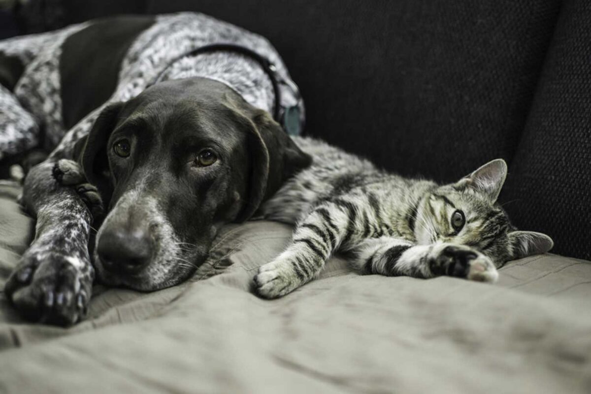 Dog and cat laying together on sofa