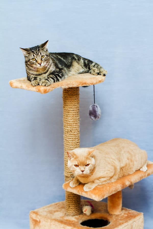 two cats sits on a cat tower on a blue background