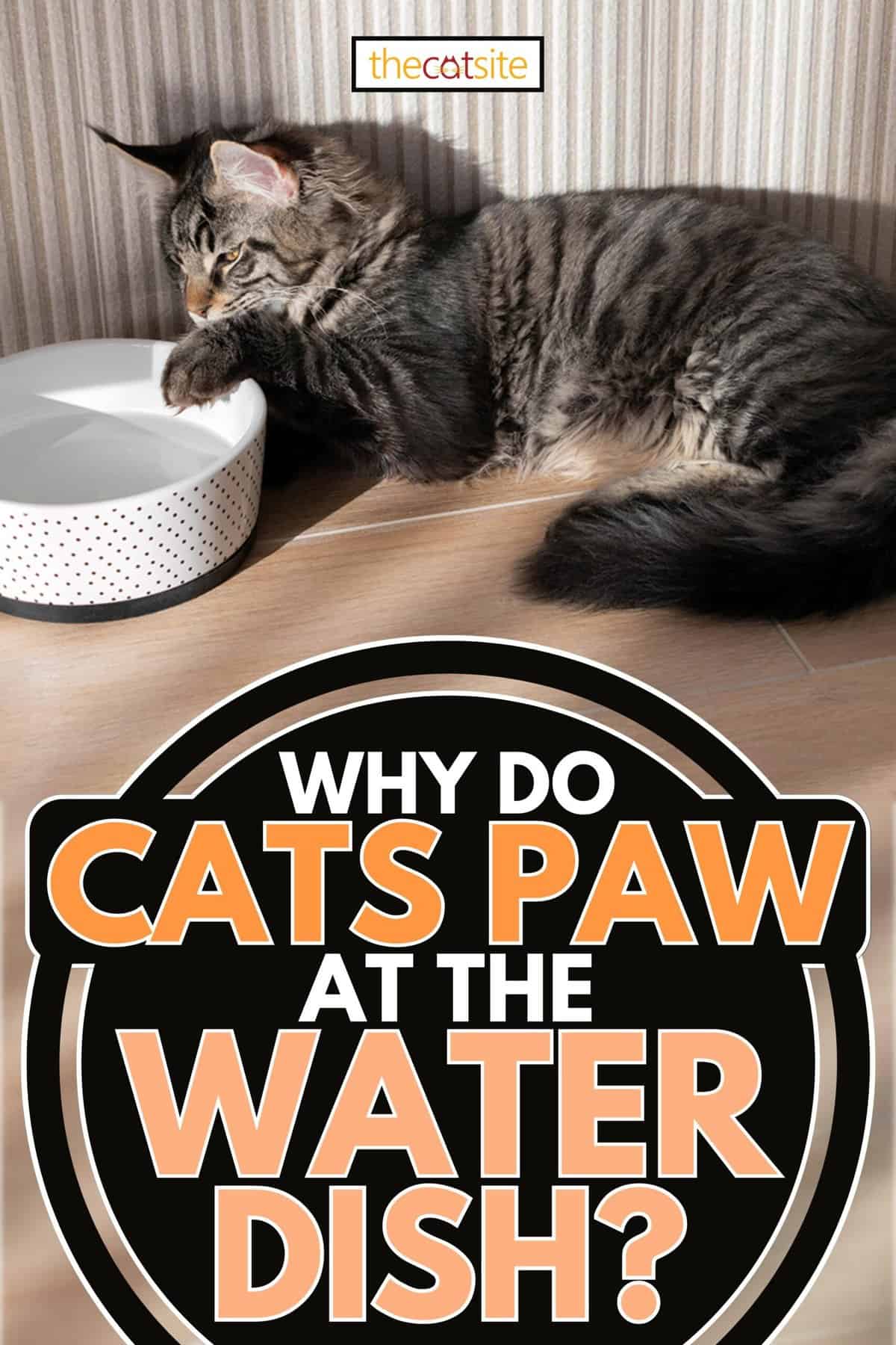 Maine coon dips its paw in water bowl, Why Do Cats Paw At The Water Dish?