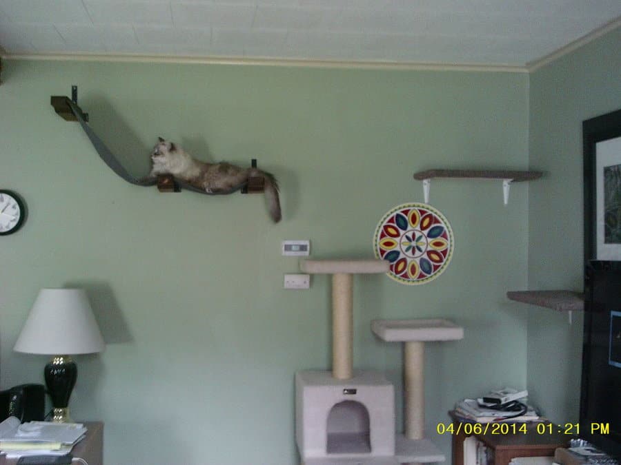 cat shelves photo