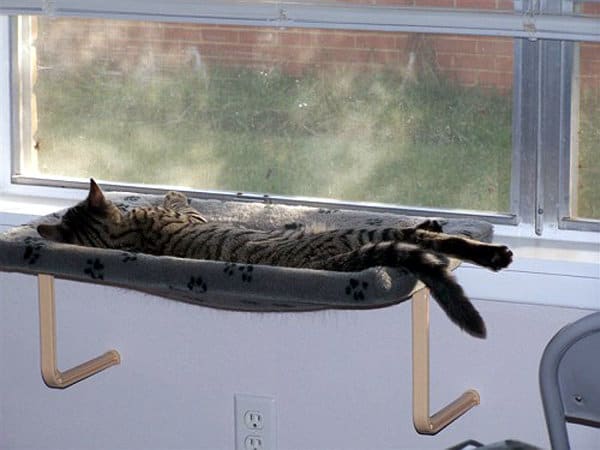 cat in windowsill