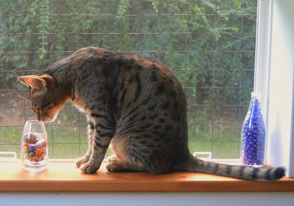 Cat sitting in a windowsill