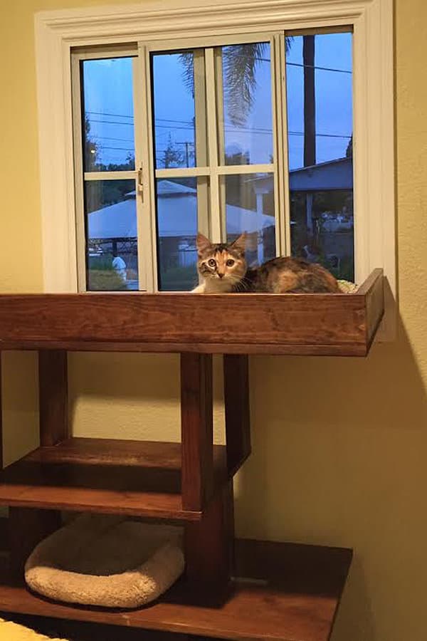Cat in a windowsill 
