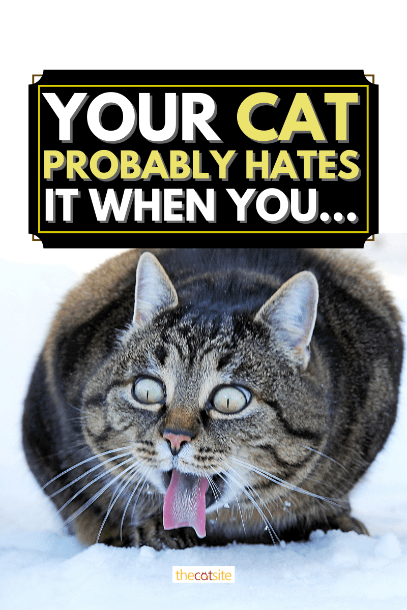 Your Cat Probably Hates It When You...